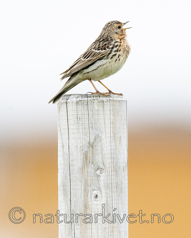 BB_20210627_0272 / Anthus cervinus / Lappiplerke