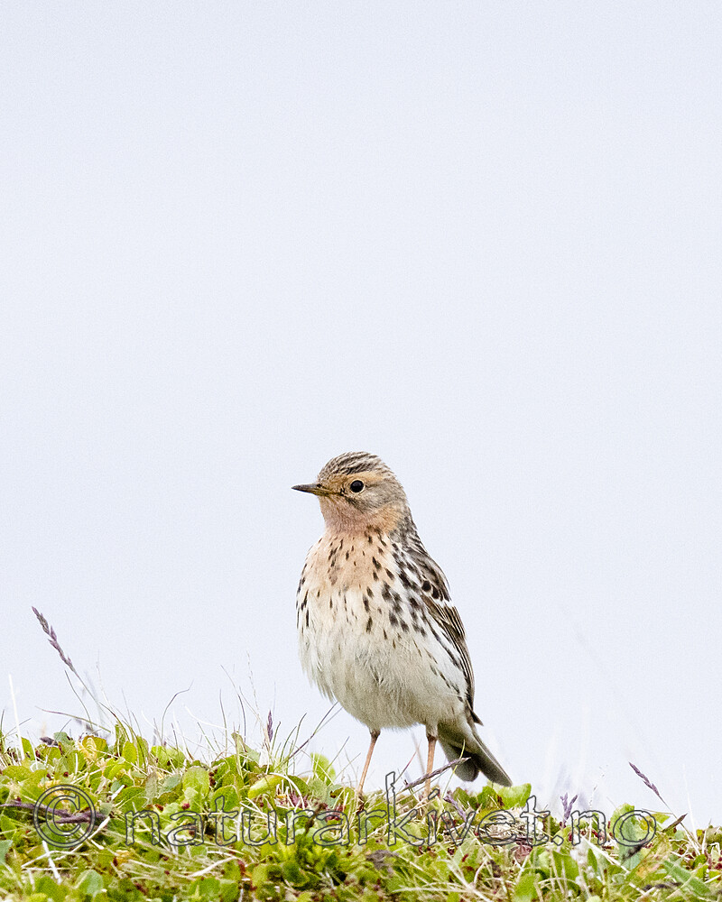 BB_20210627_0360 / Anthus cervinus / Lappiplerke