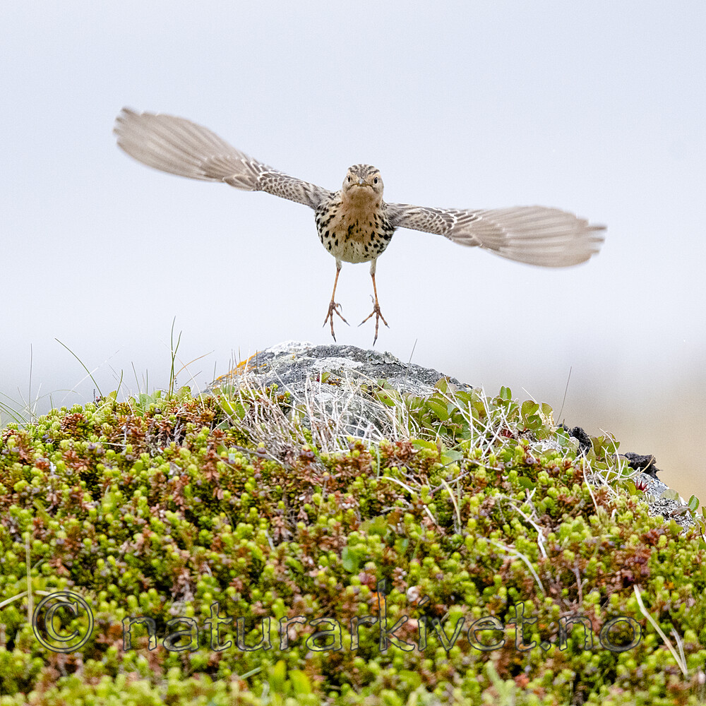 BB_20210627_0408 / Anthus cervinus / Lappiplerke