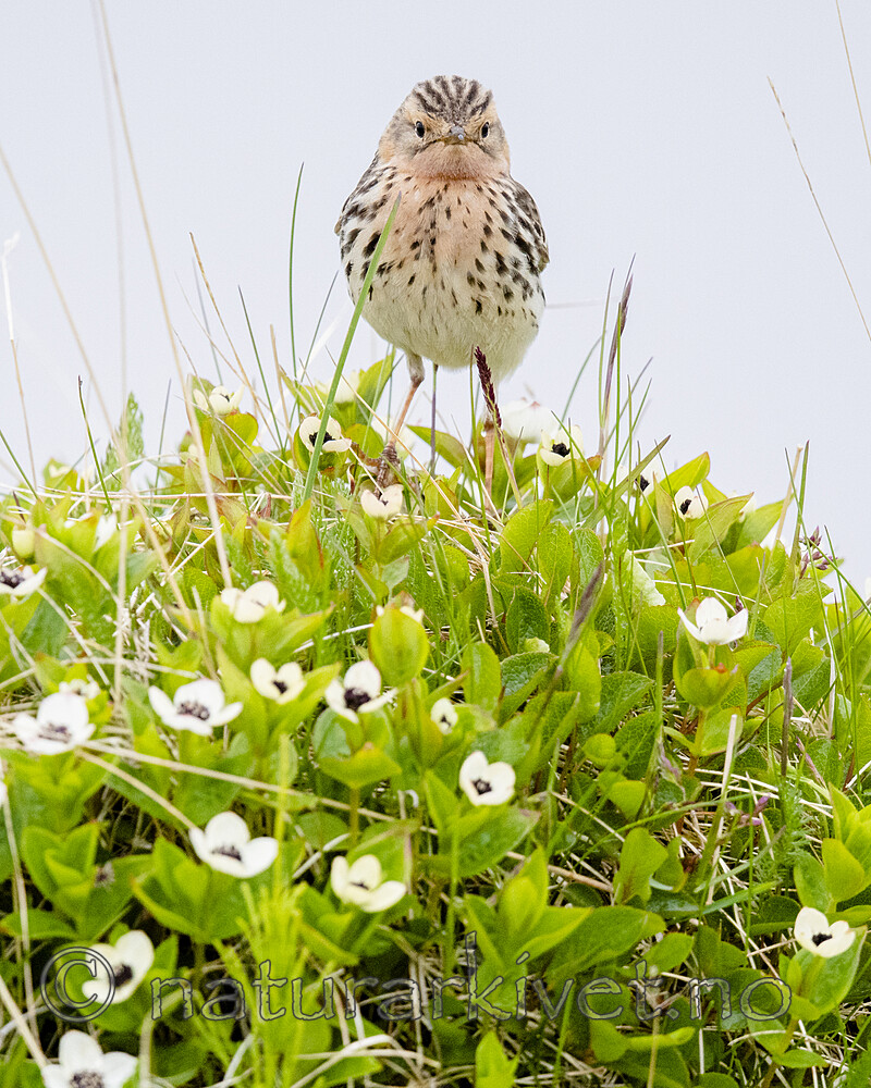 BB_20210627_0555 / Anthus cervinus / Lappiplerke