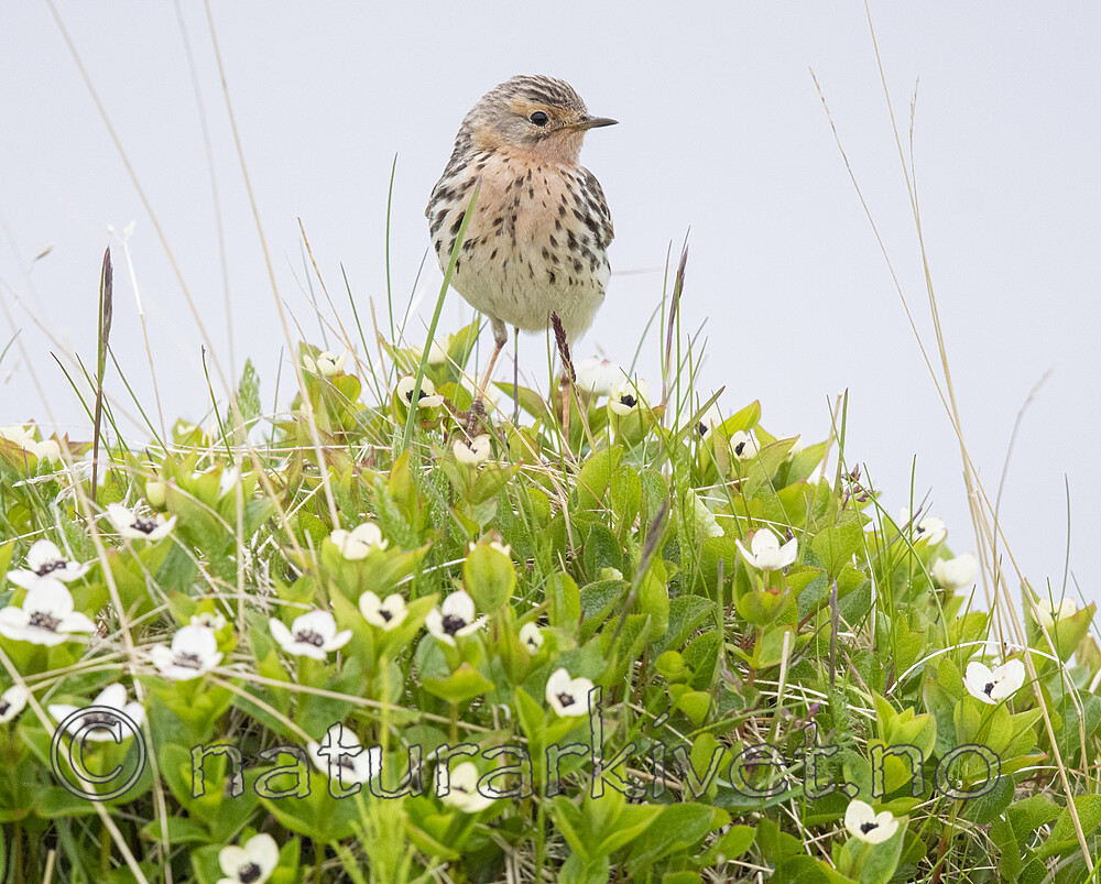 BB_20210627_0556 / Anthus cervinus / Lappiplerke