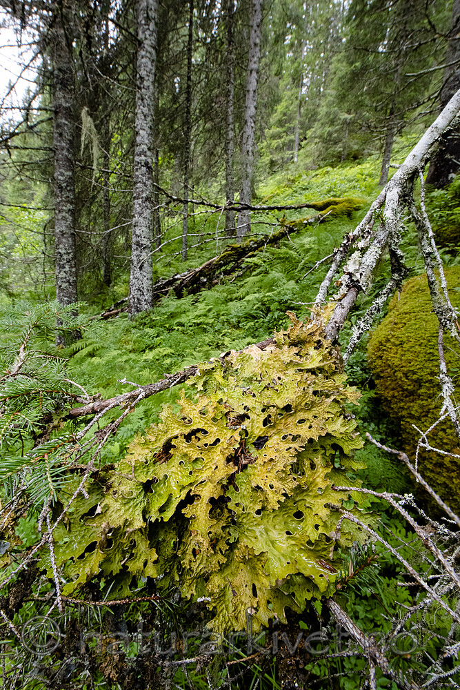 BB_20210724_0122 / Lobaria pulmonaria / Lungenever