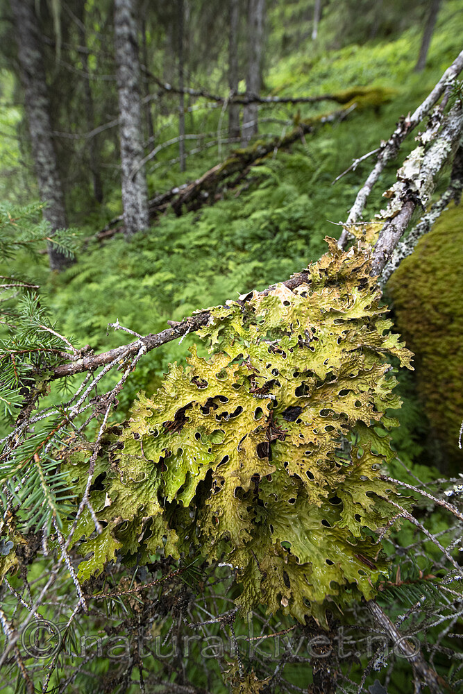 BB_20210724_0131 / Lobaria pulmonaria / Lungenever