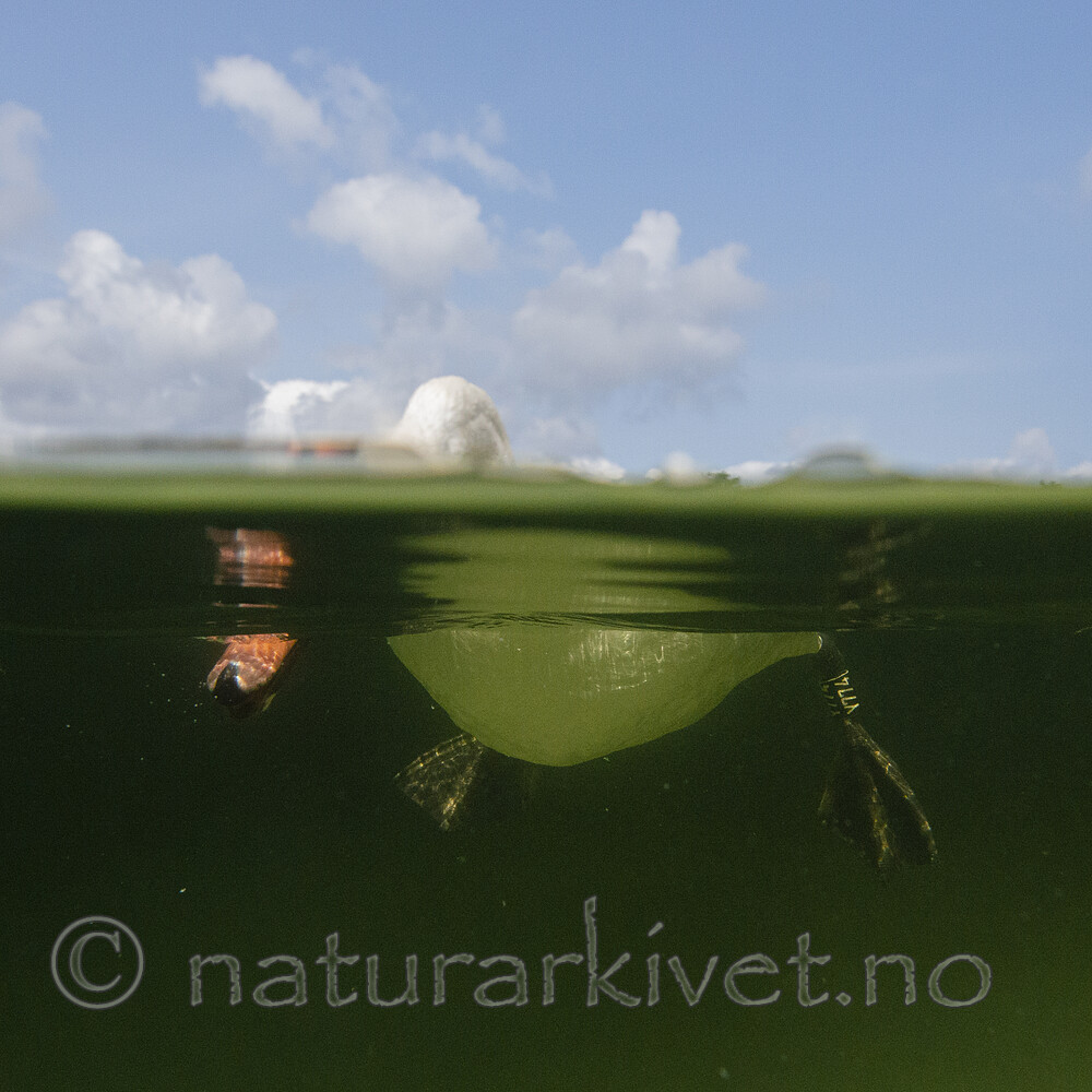 BB_20210810_0149 / Cygnus olor / Knoppsvane