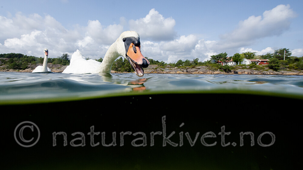 BB_20210810_0301 / Cygnus olor / Knoppsvane