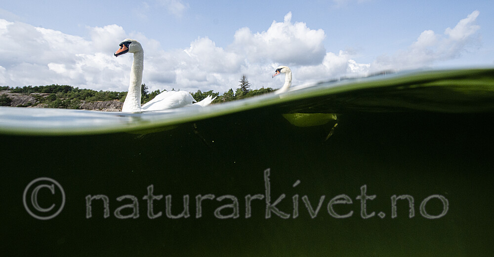 BB_20210810_0334 / Cygnus olor / Knoppsvane