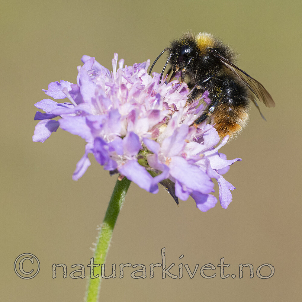 BB_20210829_0207 / Bombus quadricolor / Lundgjøkhumle <br /> Knautia arvensis / Rødknapp