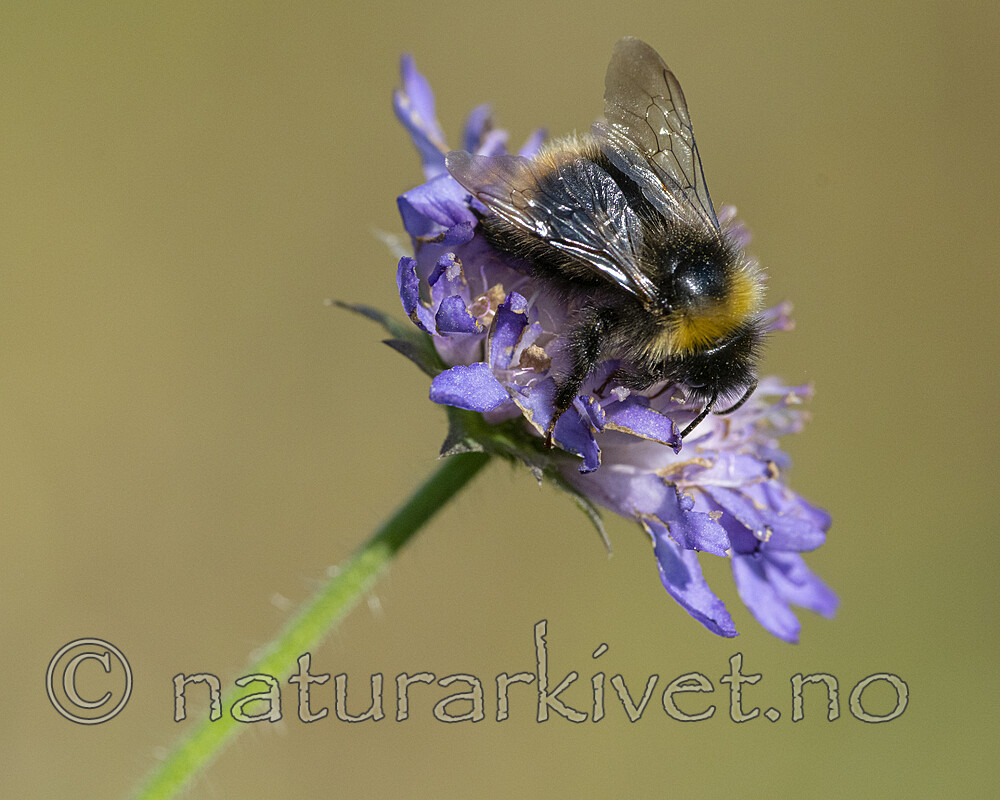 BB_20210829_0250 / Bombus quadricolor / Lundgjøkhumle <br /> Knautia arvensis / Rødknapp
