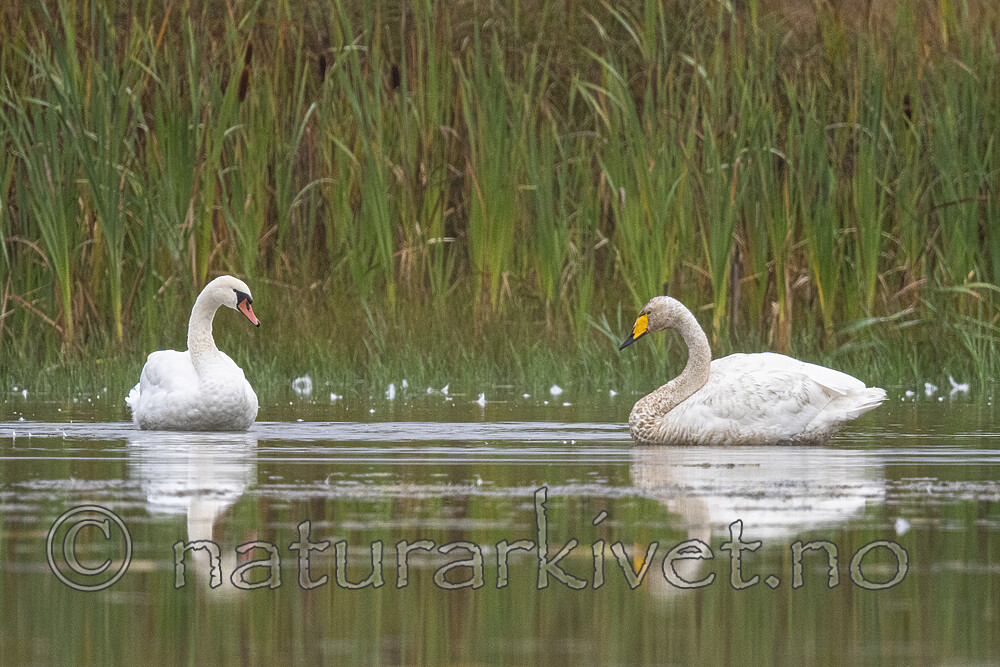 BB_20210912_0142 / Cygnus cygnus / Sangsvane <br /> Cygnus olor / Knoppsvane