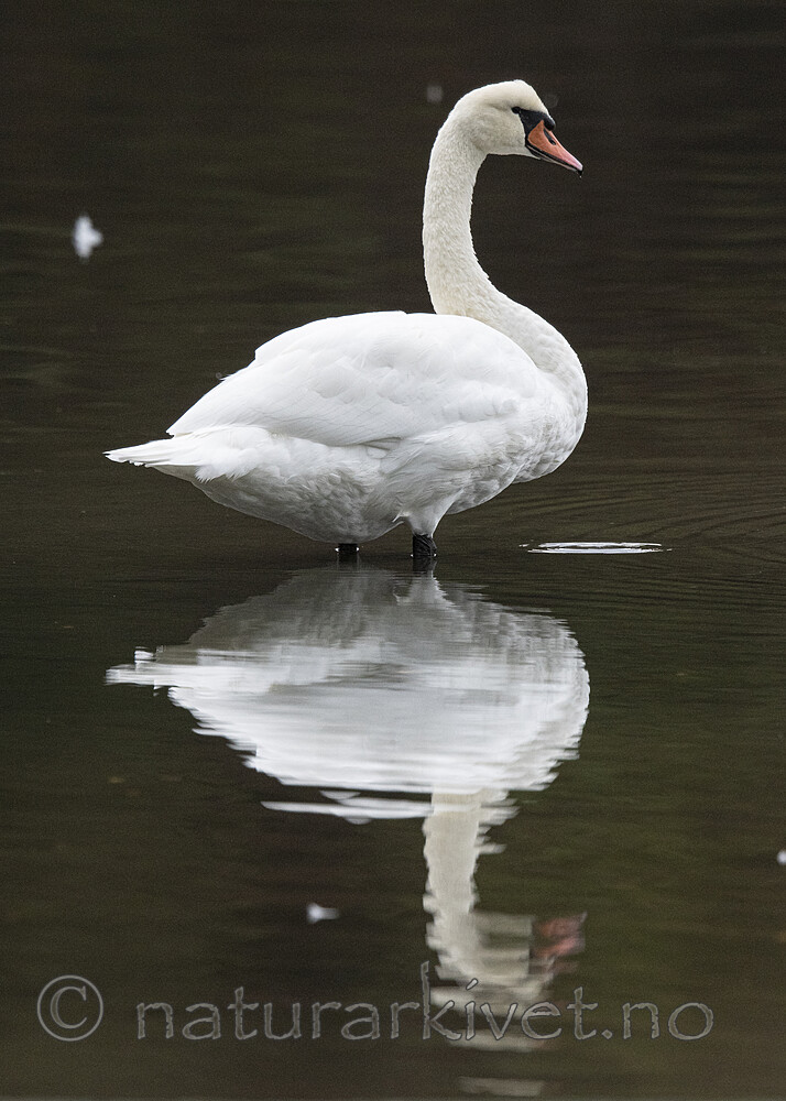 BB_20210912_0815 / Cygnus olor / Knoppsvane
