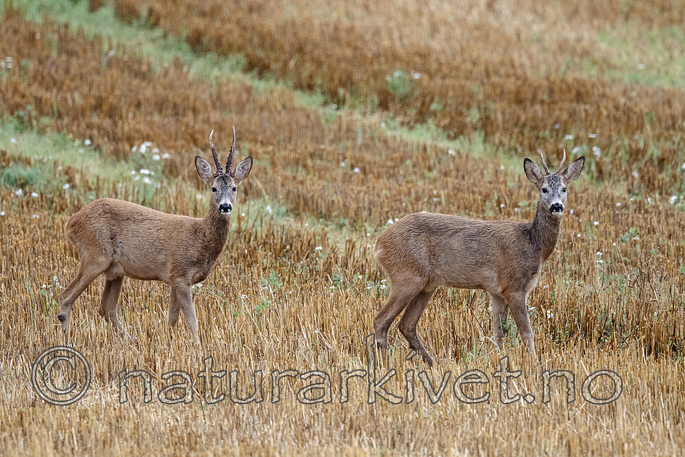 BB_20210912_0845 / Capreolus capreolus / Rådyr