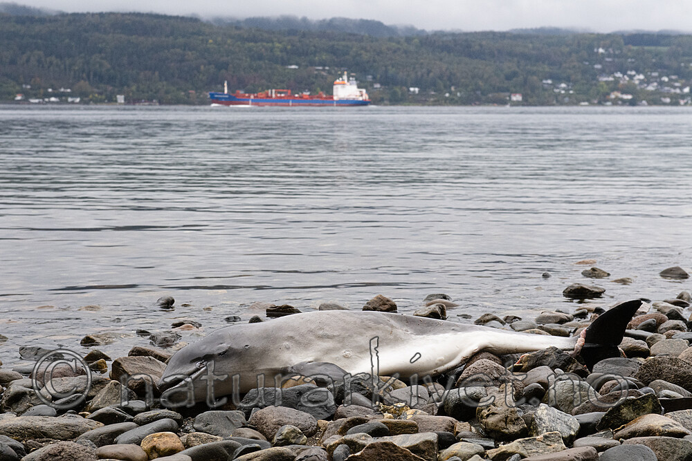 BB_20210930_0025 / Phocoena phocoena / Nise