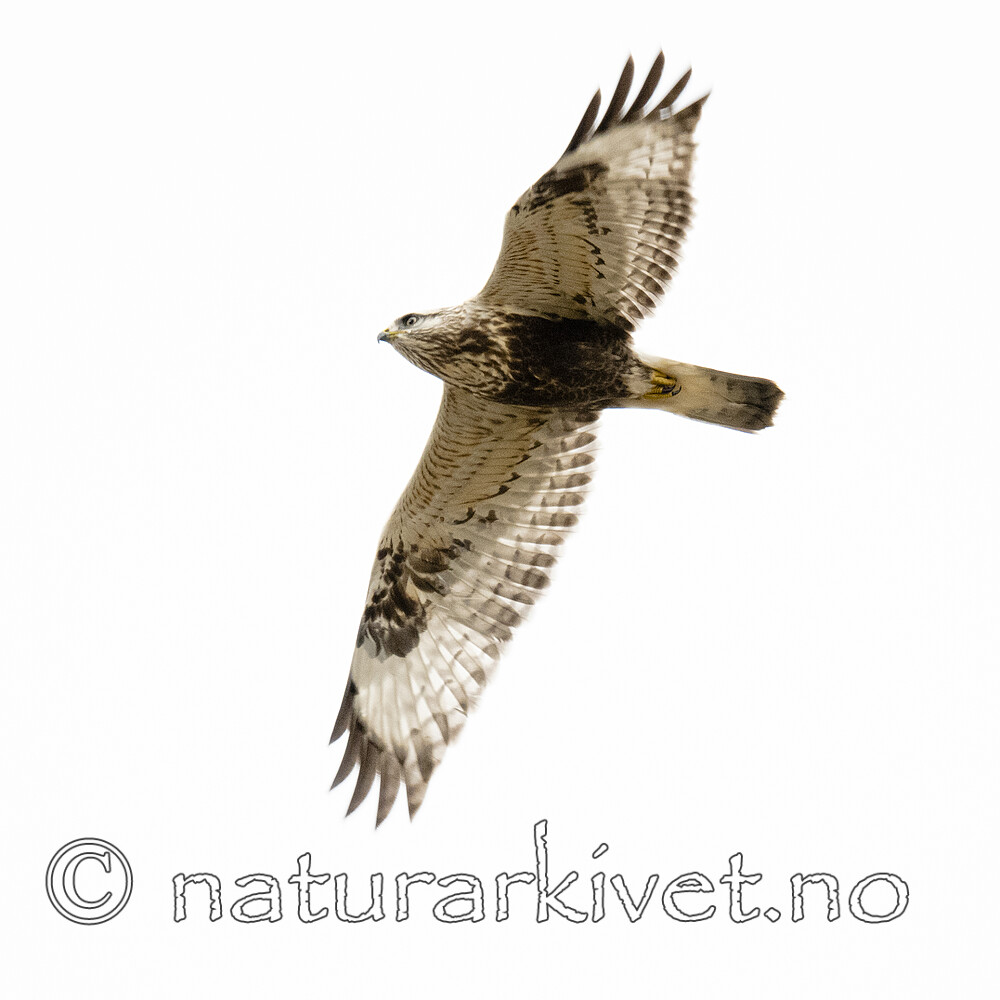 BB_20211001_0026 / Buteo lagopus / Fjellvåk