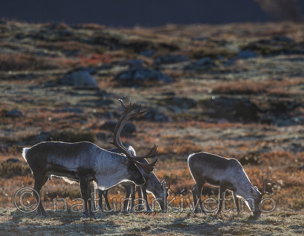 BB_20211004_0044 / Rangifer tarandus / Rein