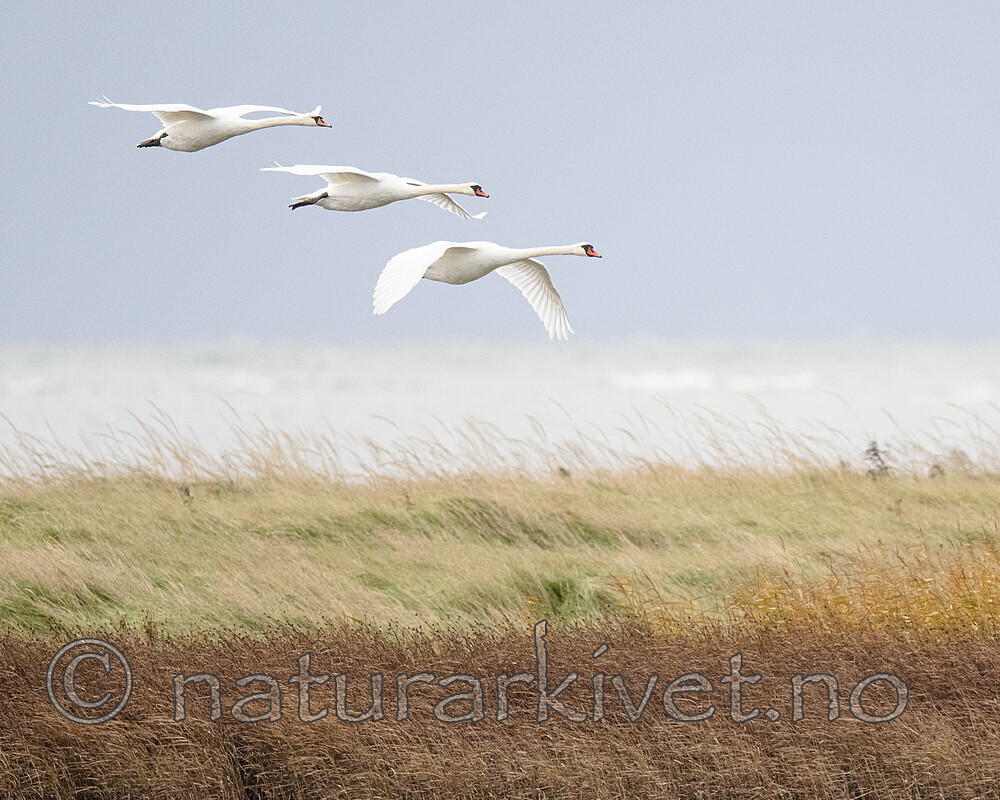 BB_20211015_0062 / Cygnus olor / Knoppsvane