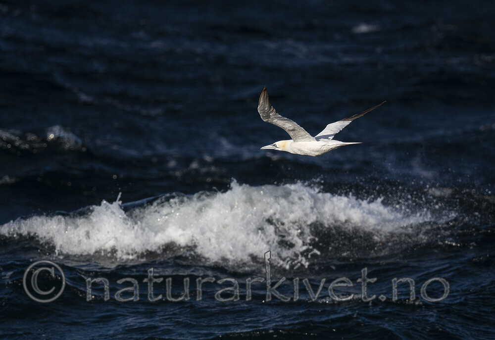 BB_20211016_0078 / Morus bassanus / Havsule