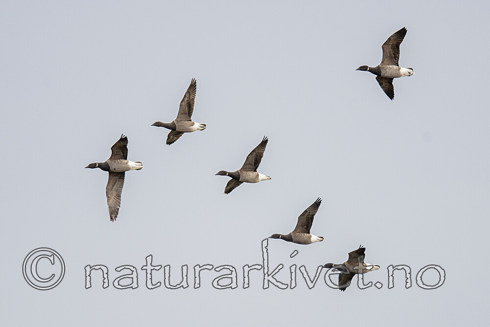BB_20211017_0175-Forbedret-NR / Branta bernicla / Ringgås <br /> Branta bernicla bernicla