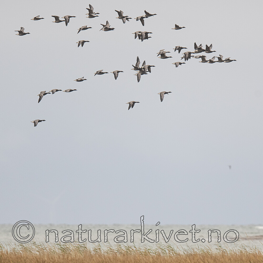 BB_20211017_0245 / Branta bernicla / Ringgås <br /> Branta bernicla bernicla