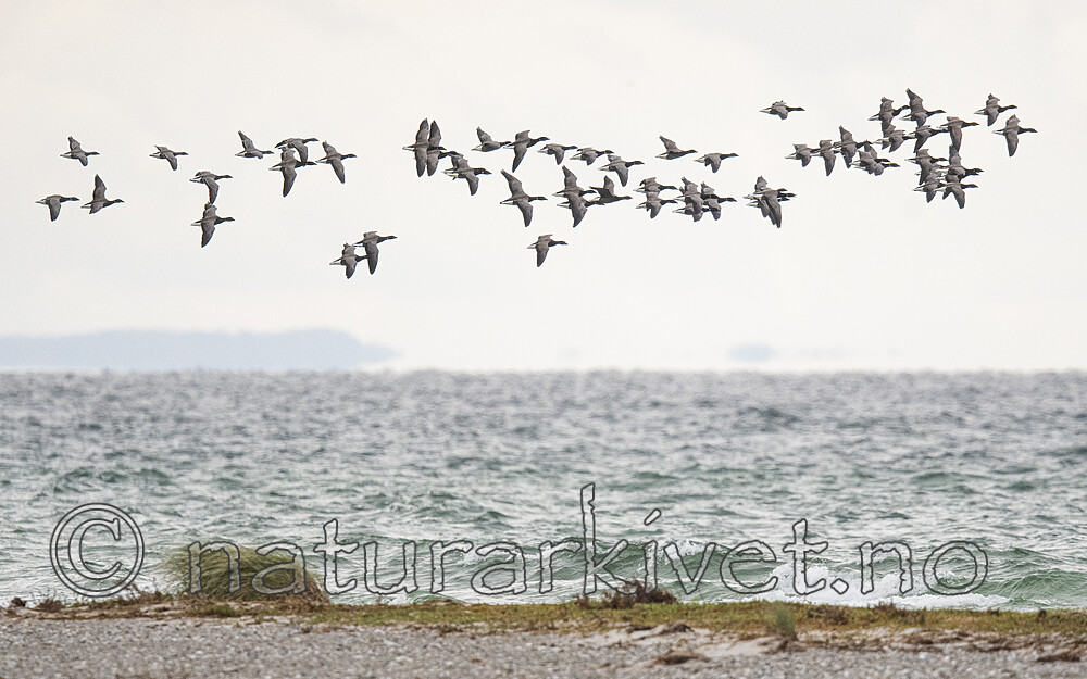 BB_20211017_0253 / Branta bernicla / Ringgås <br /> Branta bernicla bernicla