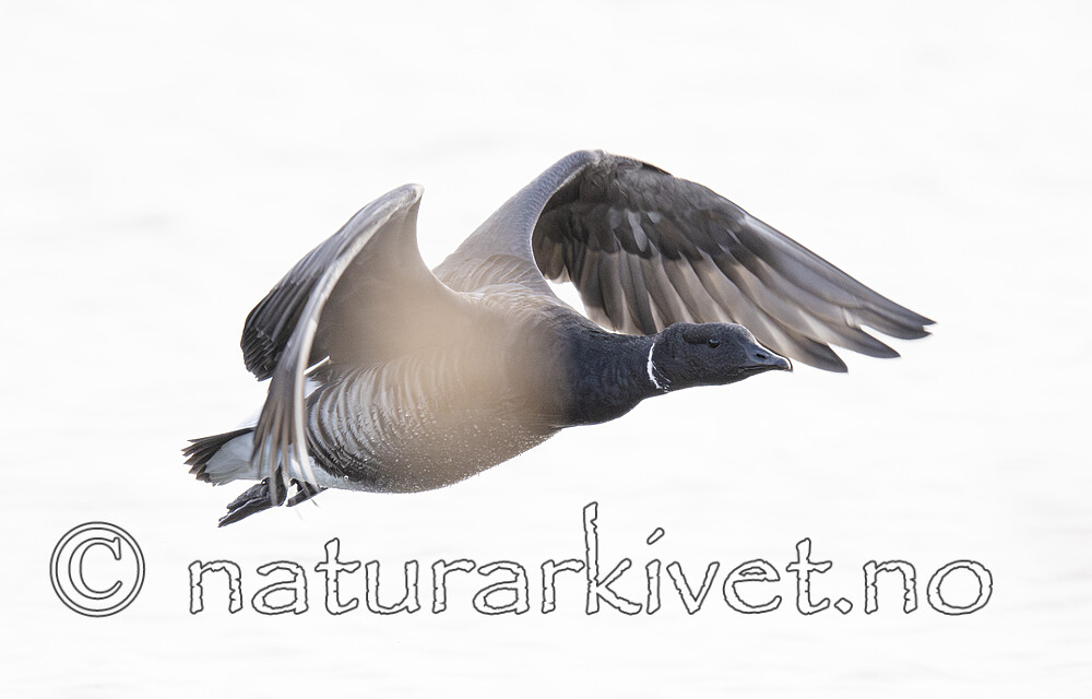 BB_20211017_0567-Forbedret-NR / Branta bernicla / Ringgås <br /> Branta bernicla bernicla