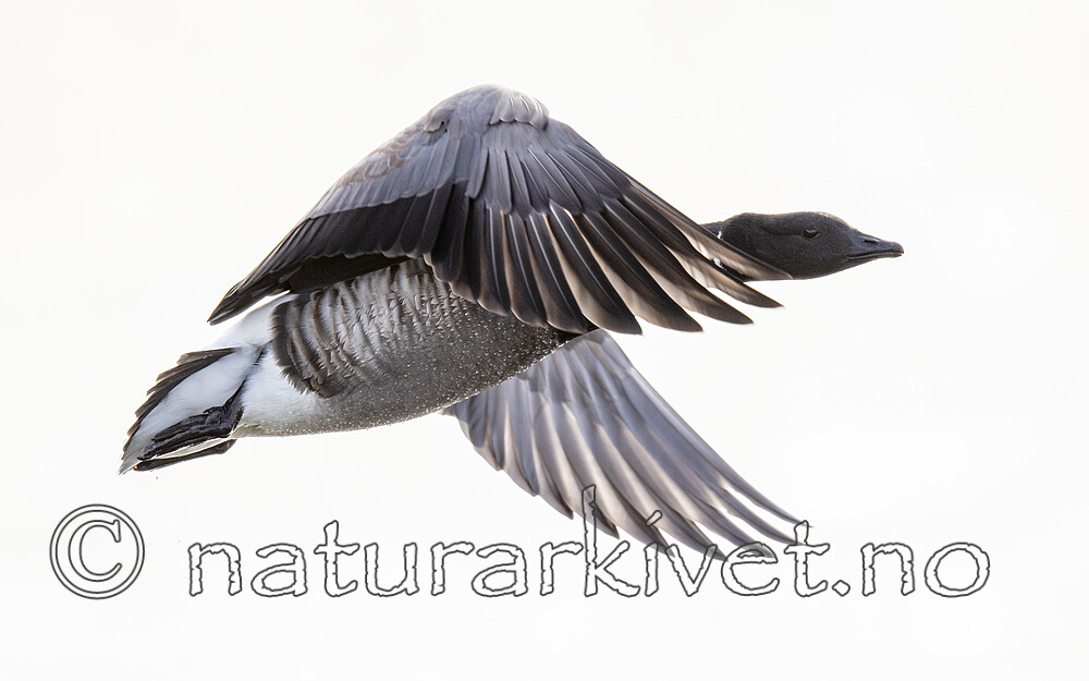 BB_20211017_0571-Forbedret-NR / Branta bernicla / Ringgås <br /> Branta bernicla bernicla