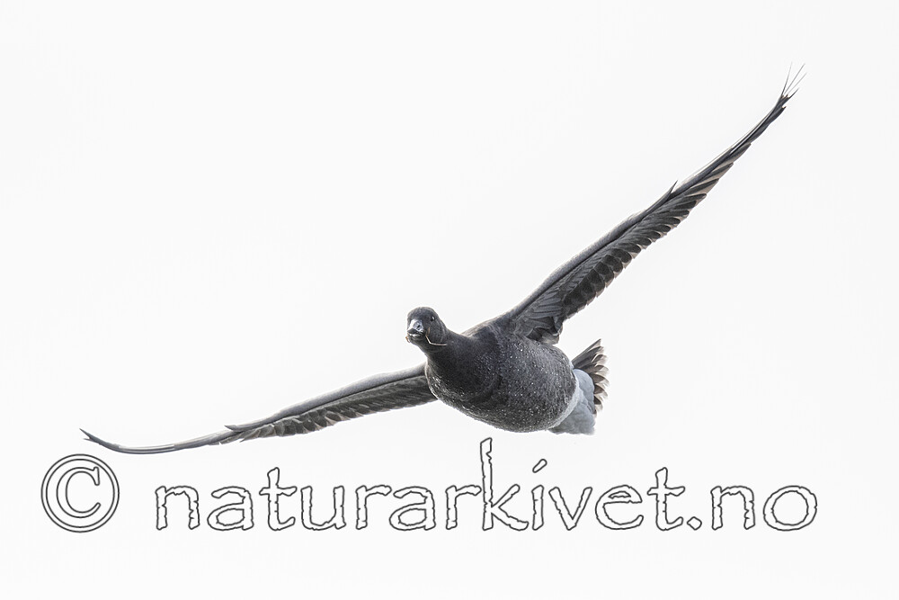 BB_20211017_0577 / Branta bernicla / Ringgås <br /> Branta bernicla bernicla