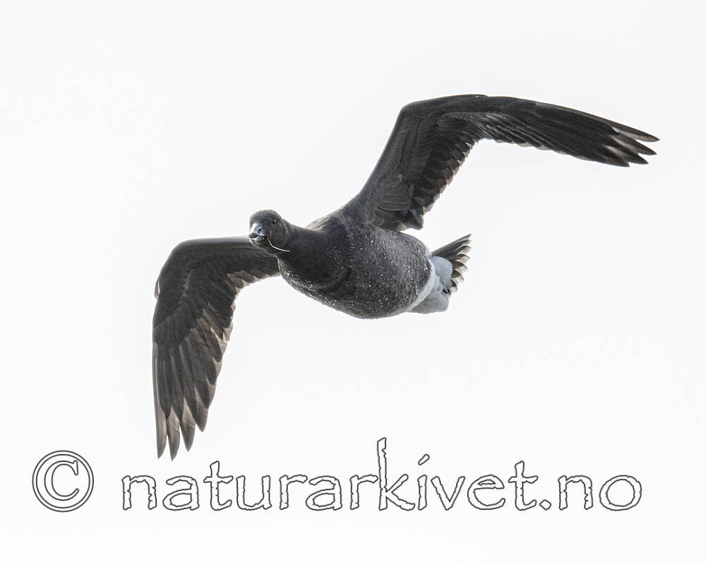 BB_20211017_0578 / Branta bernicla / Ringgås <br /> Branta bernicla bernicla