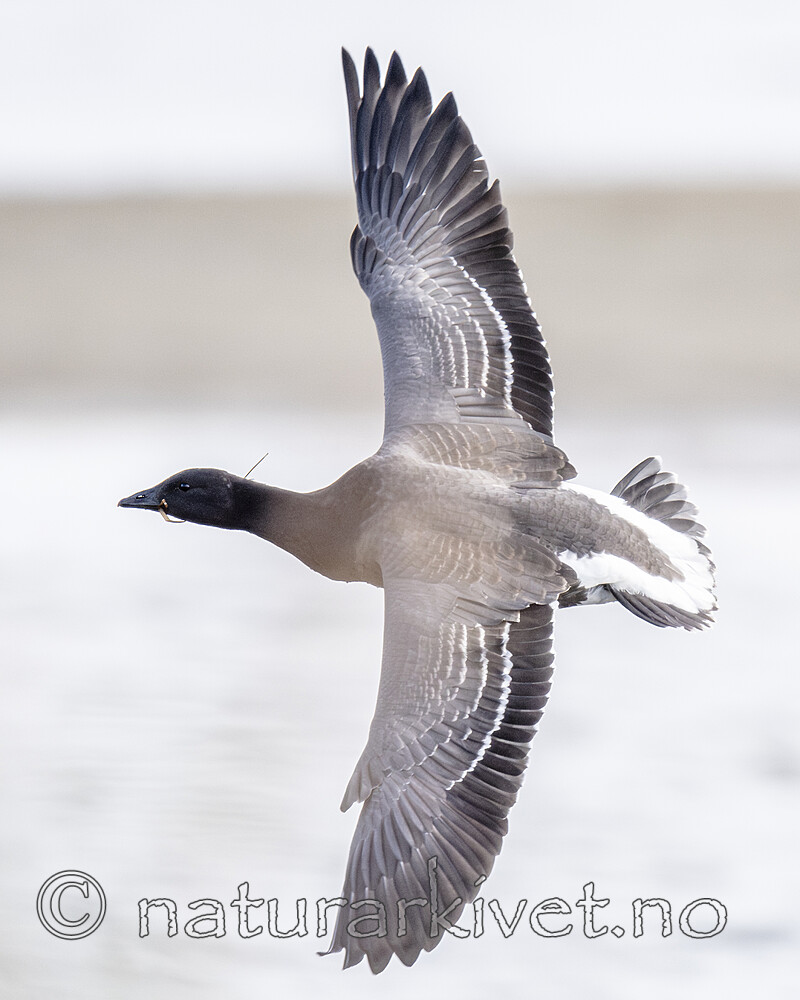 BB_20211017_0597-Forbedret-NR / Branta bernicla / Ringgås <br /> Branta bernicla bernicla