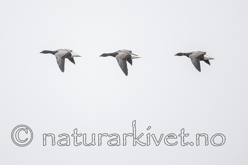BB_20211018_0110-Forbedret-NR / Branta bernicla / Ringgås <br /> Branta bernicla bernicla