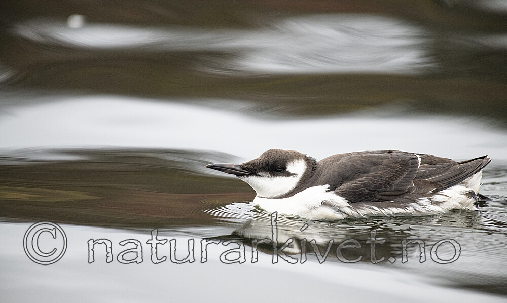 BB_20211103_0027 / Uria aalge / Lomvi