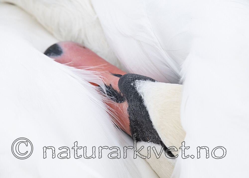 BB_20211103_0083 / Cygnus olor / Knoppsvane