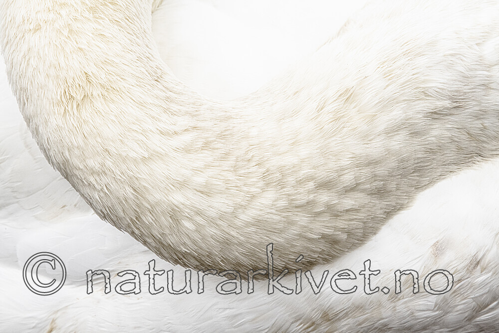 BB_20211103_0106 / Cygnus olor / Knoppsvane