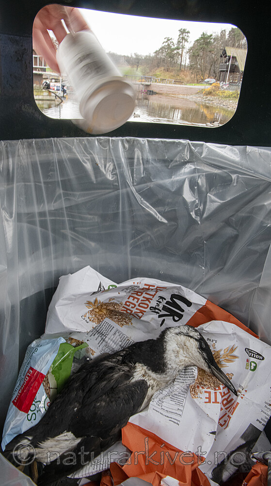 BB_20211103_0195 / Uria aalge / Lomvi