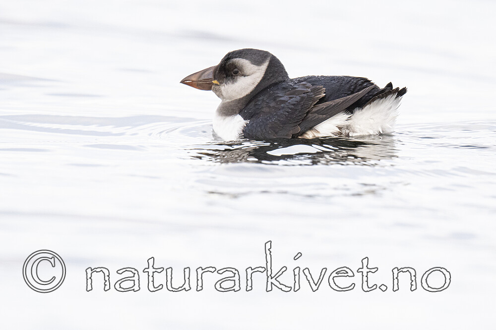 BB_20211106_0035 / Fratercula arctica / Lunde