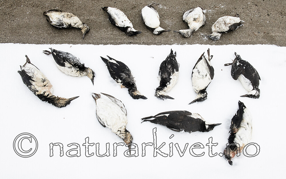 BB_20211201_0020 / Alca torda / Alke <br /> Uria aalge / Lomvi