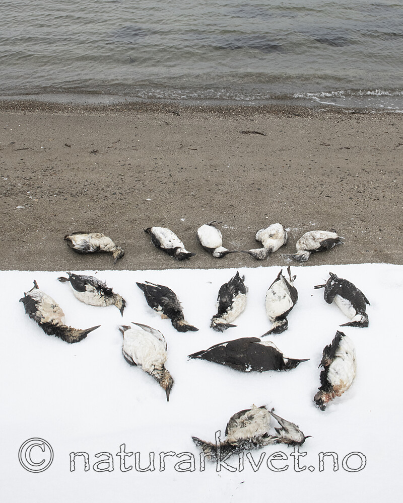 BB_20211201_0027 / Alca torda / Alke <br /> Uria aalge / Lomvi