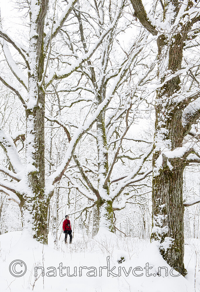 BB_20220109_0033 / Quercus robur / Sommereik