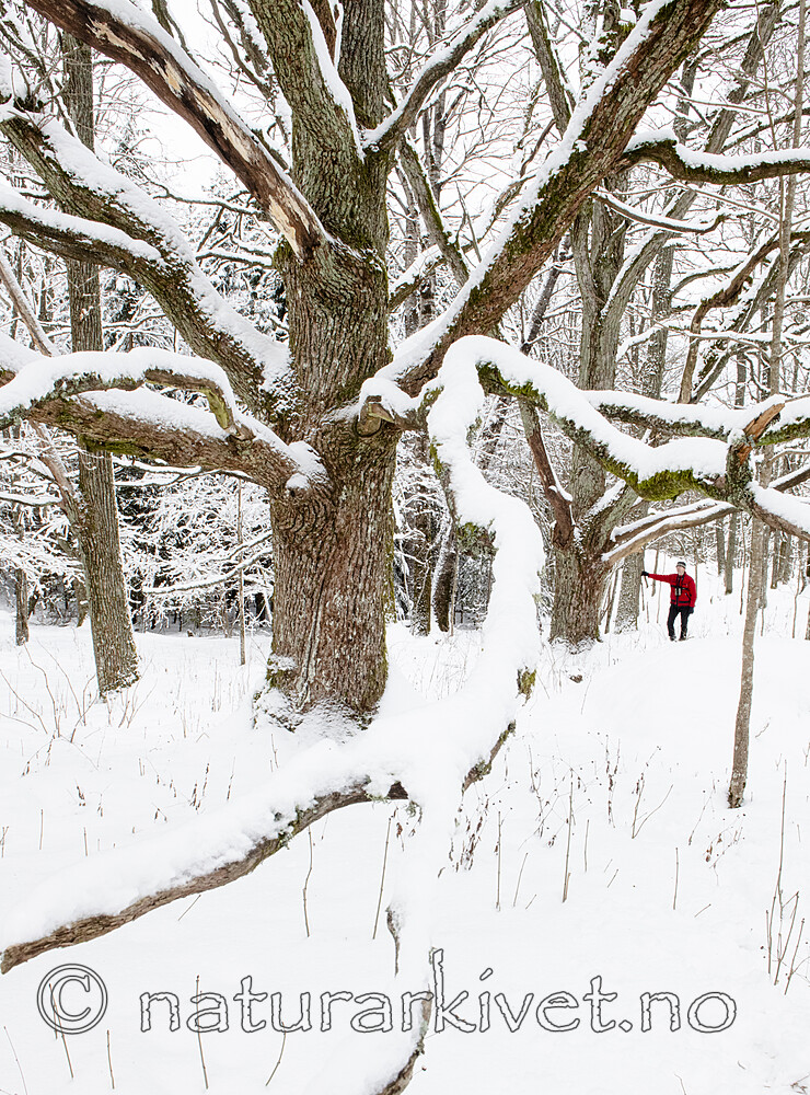 BB_20220109_0045 / Quercus robur / Sommereik