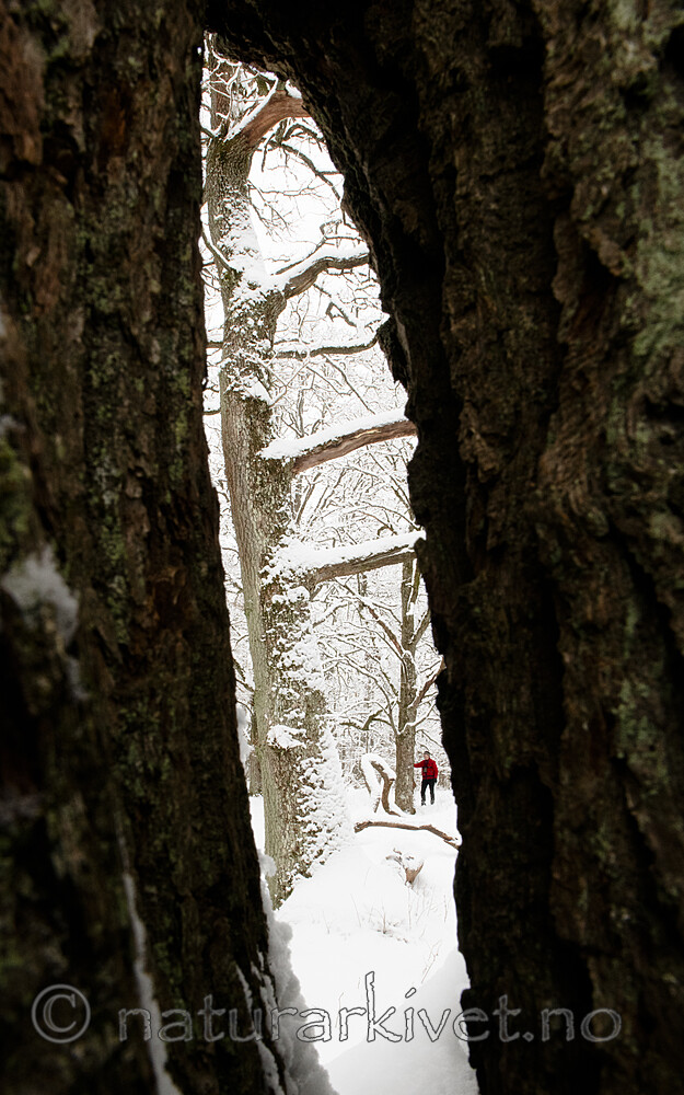 BB_20220109_0067 / Quercus robur / Sommereik
