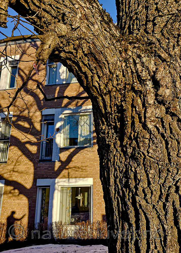 BB_20220128_0012 / Quercus robur / Sommereik