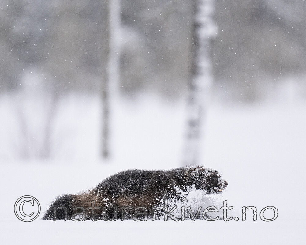 BB_20220220_0046-SharpenAI-Focus / Gulo gulo / Jerv