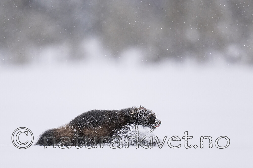 BB_20220220_0072-SharpenAI-Focus / Gulo gulo / Jerv