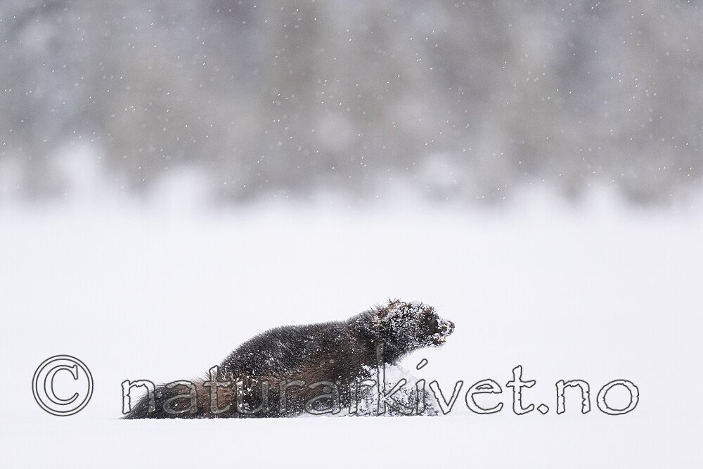 BB_20220220_0076-SharpenAI-Standard / Gulo gulo / Jerv