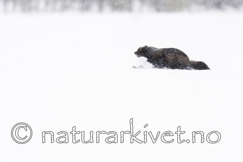 BB_20220220_0406-SharpenAI-Standard / Gulo gulo / Jerv