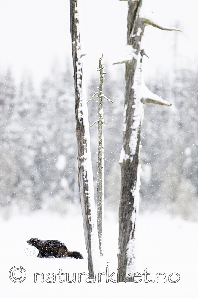 BB_20220220_0552 / Gulo gulo / Jerv