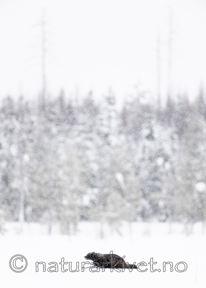 BB_20220220_0599 / Gulo gulo / Jerv