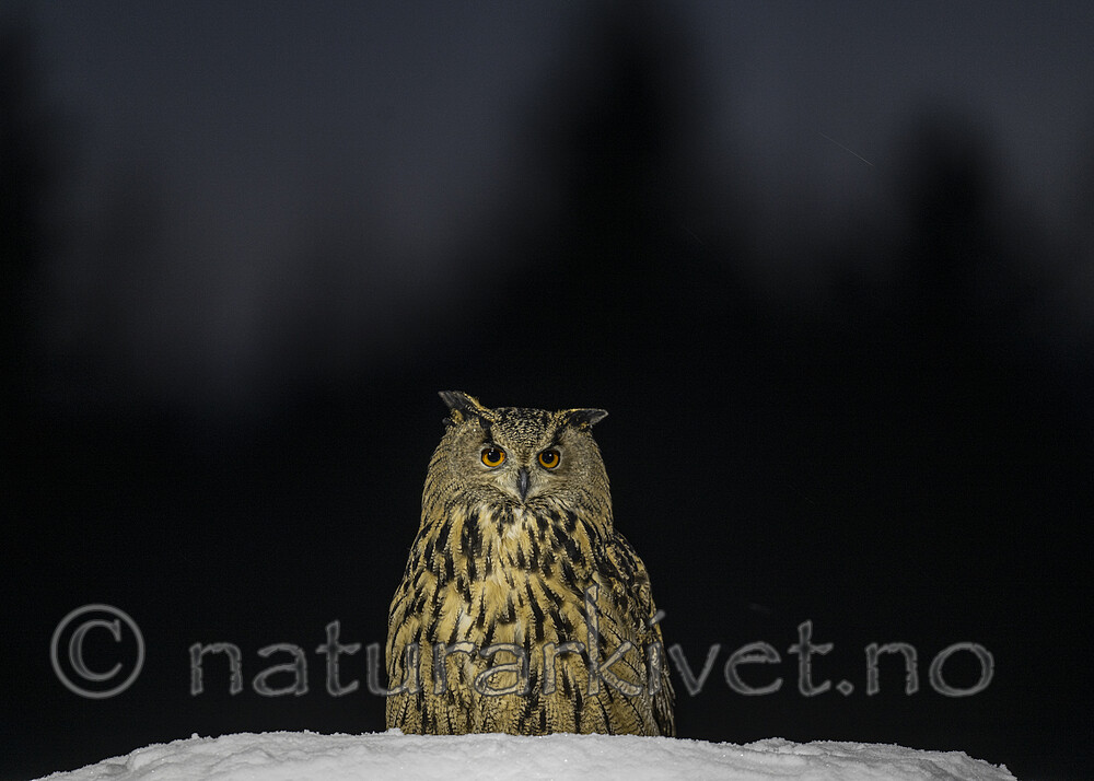 BB_20220223_0289 / Bubo bubo / Hubro