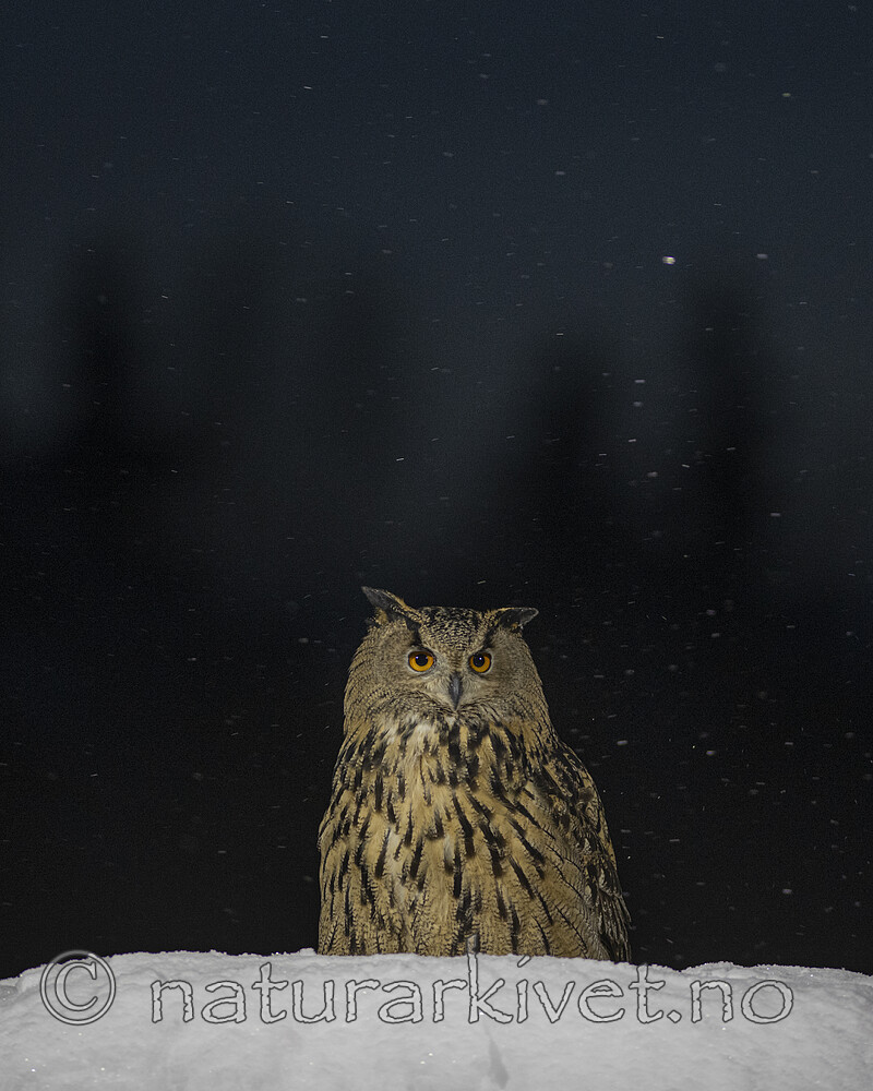 BB_20220223_0295-2 / Bubo bubo / Hubro