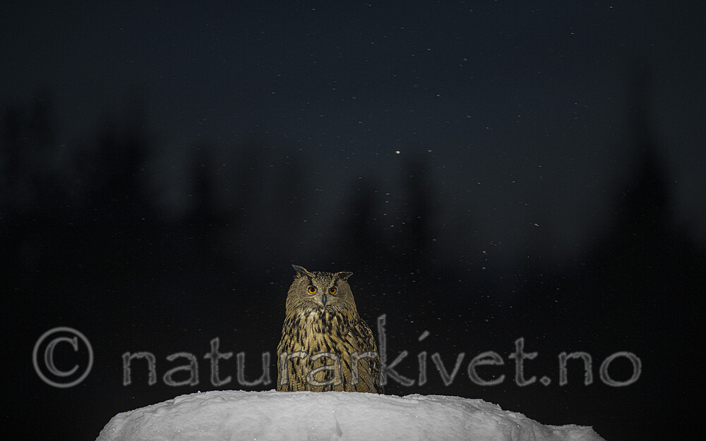 BB_20220223_0295 / Bubo bubo / Hubro