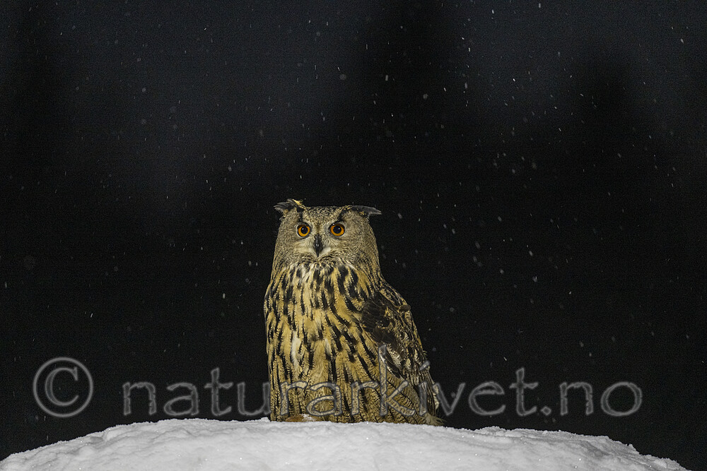 BB_20220223_0446 / Bubo bubo / Hubro